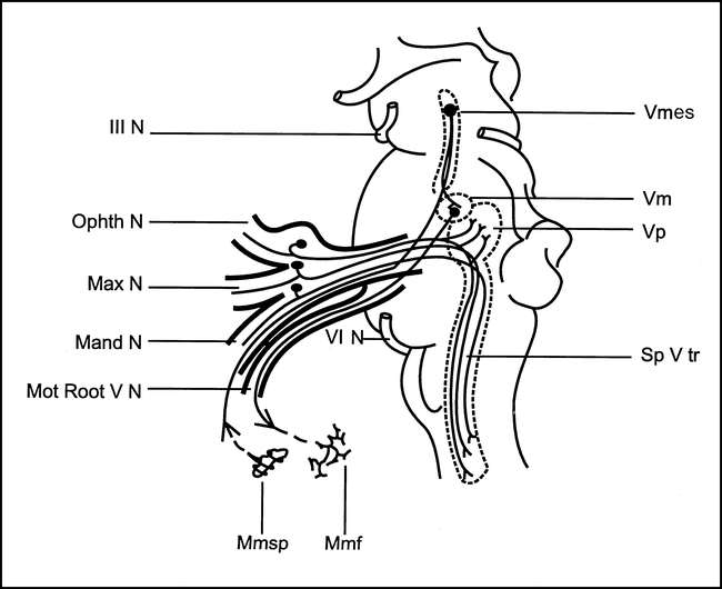 Third Nerve Nucleus