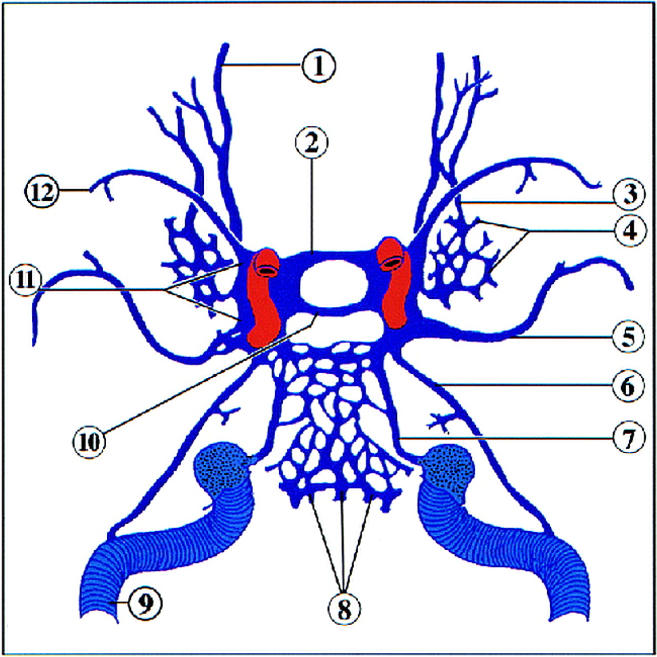 Sinus Venous